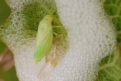 Xylella fastidiosa nella Bat: "Mettere in atto azioni agronomiche preventive per contrastare gli insetti vettori"