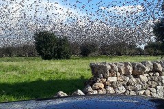 Dopo il caldo adesso si temono gli storni che potranno fare razzia di olive