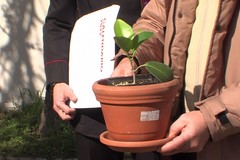 “Hi Nic” Andria presenta l’iniziativa “Ciao Albero”