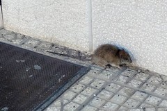 Un’invasione di roditori fa tremare la zona PIP di Andria