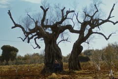 Dalla xylella alle altre emergenze agricole, ad Andria l'assessore regionale Paolicelli