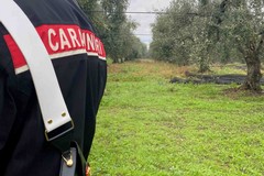 Tentativo di furto all'azienda Papparicotta: Carabinieri arrestano tre ladri di olive