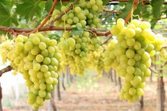 Uva da tavola: è pugliese l’80% del totale nazionale con 900 milioni di export
