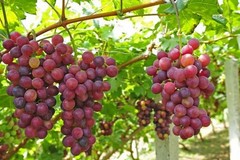 Vacanze: frutta con effetto relax contro lo stress da rientro. Uva al top dei cibi anti ansia
