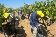 Al via in Puglia la vendemmia delle uve, in aumento del 20%, anche per effetto delle temperature sopra la media