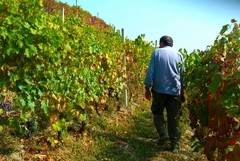 Riconversione vigneti: le domande slittano al 15 maggio