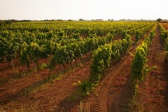 Internazionalizzazione, Vurchio: "La Regione Puglia investe sul futuro del comparto vitivinicolo"