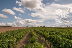 In Puglia raddoppia in 10 anni il vigneto bio con 4.420 operatori