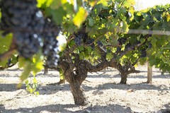 Export da record per l'uva da tavola, il 60% è delle vigne pugliesi