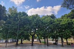 Clima: più alberi in città aiutano ad abbassare le temperature fino a 1,5 gradi