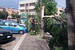 Intervento dei Vigili del Fuoco da Corato per pericolo caduta alberi in via Carpaccio
