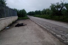Trovato cinghiale morto, probabilmente investito