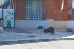 Mancata sicurezza in via Giovanni Gentile e davanti ad un asilo nido. I residenti chiedono interventi incisivi