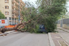 Maltempo ad Andria: crolla un albero in via Aldo Moro per il forte vento