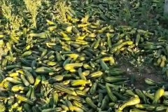 Quintali di zucchine lasciate marcire nelle campagne di Andria: "Prezzi troppo bassi per la vendita all'ingrosso"