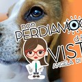 Come vedono i cani?