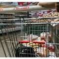 Coronavirus, Emergenza Alimentare: ecco gli esercizi commerciali dove spendere i buoni