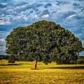 Festa dell'Albero, on. D'Ambrosio: "Sindaco Giorgino e sue amministrazioni, distrutto ulteriormente il patrimonio verde cittadino "