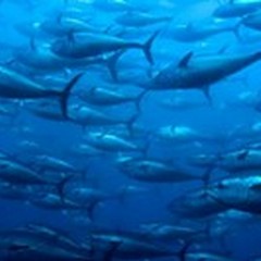 Pesce e mercurio