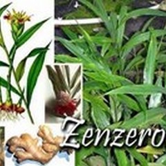 Lo zenzero: questo sconosciuto