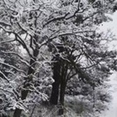 Ecco la prima neve nella Bat