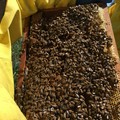 API: Salvaguardare quasi 32mila alveari e 13mila sciami in Puglia è una necessità ambientale