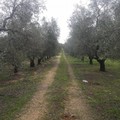 Quasi 1200 gli ettari ISMEA in vendita in Puglia: 170 solo nella Bat
