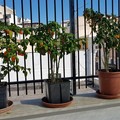 Una "piccante " e variopinta esposizione: torna ad Andria la Fiera del Peperoncino