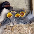Una bambina andriese salva una famiglia di rondini