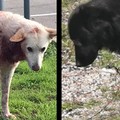 Il servizio veterinario della Asl ricovera il cane ferito al collo