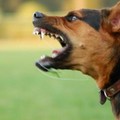 Cani randagi ed aggressioni ai cittadini, Forum Animalista Andria: "Conseguenza della pessima gestione del fenomeno randagismo "