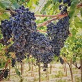 Vino: "Tutelare anche il Doc Castel del Monte dalle sofisticazioni "