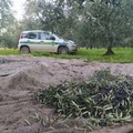 Con "Dash-cam " e fototrappole le Guardie campestri di Andria pronte per affrontare la campagna olivicola