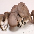 Coronavirus, rinviato il corso per la raccolta funghi