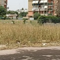 Verde pubblico: Andria, fanalino di coda in Puglia con soli 15mila alberi