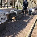 Cani randagi messi al sicuro da un intervento del Servizio Veterinario della Asl Bt e della Polizia Locale