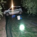 Sventato furto di olive ad opera delle Guardie Campestri di Andria in contrada San Martino
