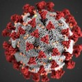 Coronavirus, 631 positivi oggi in Puglia ma la metà dei tamponi dei giorni scorsi
