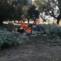 Non si arresta l'infezione della Xylella: adesso colpiti con gli ulivi anche i mandorli