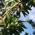 Risarcimento calamità naturali in agricoltura, Losito (IDEA-Cambiamo): "Quanto tempo bisognerà attendere? "
