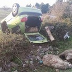 Rubano pecore e si ribaltano con l'auto sulla SS 170