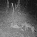 Dal Gargano al Salento si moltiplicano in Puglia gli attacchi dei lupi
