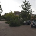 Per il vento forte cadono alberi su via Montegrappa e zona INPS