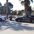 Randagismo ad Andria: «Accesi i riflettori su un problema storico»