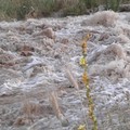 Campagne allagate a Minervino Murge, Marmo: “Chi risarcirà gli agricoltori danneggiati?”