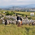 Al via a maggio alla transumanza in Puglia