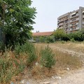 NPsi Andria, "Non è natura ma abbandono: Andria e il fallimento del verde pubblico "