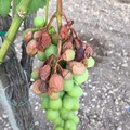 Afa e siccità: frutta scottata nei campi a causa delle elevate temperature