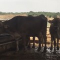 Criminalità nelle campagne: rubati cavalli e bovini in una masseria ad Andria