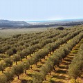 Via libera da Bruxelles alla proroga per l’utilizzo delle risorse del PSR Puglia 2014-2020